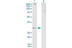 Western Blot analysis of JAZF1 expression in transfected 293T cell line by JAZF1 MaxPab polyclonal antibody.