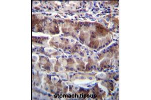 NRSN2 Antibody (C-term) (ABIN656599 and ABIN2845860) immunohistochemistry analysis in formalin fixed and paraffin embedded human stomach tissue followed by peroxidase conjugation of the secondary antibody and DAB staining. (NRSN2 anticorps  (C-Term))
