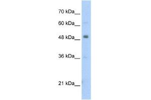 WB Suggested Anti-PBX3 Antibody Titration:  2. (PBX3 anticorps  (N-Term))