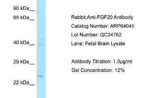 Western Blotting (WB) image for anti-Fibroblast Growth Factor 20 (FGF20) (C-Term) antibody (ABIN2789708)