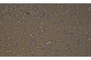 Immunohistochemistry analysis of paraffin-embedded rat brain using GAP43 Polyclonal Antibody at dilution of 1:300. (GAP43 anticorps)