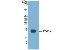 Detection of Recombinant CST6, Human using Polyclonal Antibody to Cystatin 6 (CST6)
