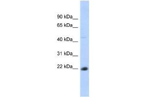 Western Blotting (WB) image for anti-CD40 (CD40) antibody (ABIN2458616) (CD40 anticorps)