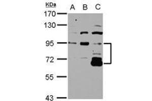 Image no. 1 for anti-DIS3-Like Exonuclease 2 (DIS3L2) (Internal Region) antibody (ABIN1496026) (DIS3L2 anticorps  (Internal Region))