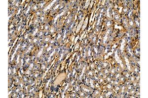 ABIN7095283 and ABIN7099340 at 1/100 staining mouse kidney tissue by IHC-P.