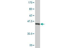 Western Blot detection against Immunogen (36. (AMPD2 anticorps  (AA 86-185))
