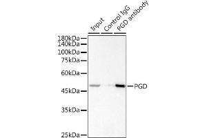 Immunoprecipitation analysis of 300 μg extracts of Jurkat cells using 3 μg PGD antibody (ABIN7269315).