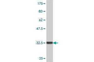 Western Blot detection against Immunogen (36.