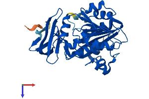 AlphaFold protein structure predicition of Human Recombinant SRM Protein, UniprotID P19623