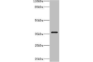 Western blot All lanes: CA13 antibody at 2 μg/mL + NIH/3T3 whole cell lysate Secondary Goat polyclonal to rabbit IgG at 1/10000 dilution Predicted band size: 30 kDa Observed band size: 36 kDa (CA13 anticorps  (AA 1-262))