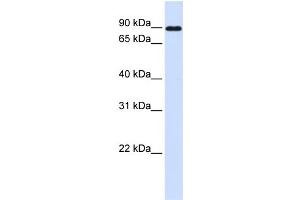 WB Suggested Anti-CDH24 Antibody Titration:  0. (Cadherin 24 anticorps  (N-Term))