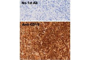 Immunohistochemistry (IHC) image for anti-CD19 Molecule (CD19) (C-Term) antibody (ABIN6254219)