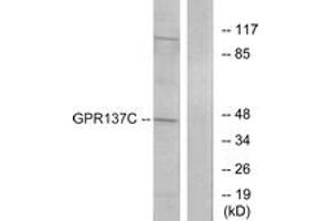 Western blot analysis of extracts from HepG2 cells, using GPR137C Antibody. (GPR137C anticorps  (AA 256-305))