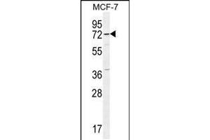 Western blot analysis in MCF-7 cell line lysates (35ug/lane). (OTOP3 anticorps  (C-Term))