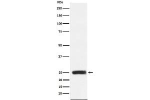 Western blot analysis of GRB2 expression in HEK293 cell lysate.