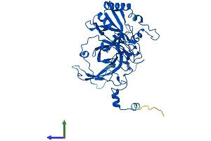 AlphaFold protein structure predicition of Human Recombinant RPL3L Protein, UniprotID Q92901