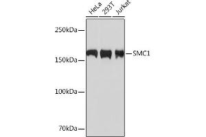 Western blot analysis of extracts of various cell lines, using SMC1 Rabbit mAb (ABIN7270614) at 1:1000 dilution. (SMC1A anticorps)