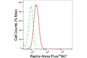 Flow cytometric analysis of Raptor expression in C2C12 cells using Raptor antibody (ABIN7800135), 1:2,000). (Recombinant RAPTOR anticorps)