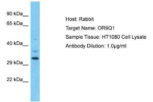 Host: Rabbit Target Name: OR9Q1 Sample Type: HT1080 Whole Cell lysates Antibody Dilution: 1. (OR9Q1 anticorps  (C-Term))
