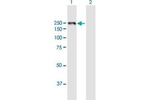 Western Blot analysis of LAMB1 expression in transfected 293T cell line by LAMB1 MaxPab polyclonal antibody. (Laminin beta 1 anticorps  (AA 1-1786))