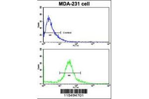 Flow cytometric analysis of MDA-231 cells using TIMP1 Antibody (N-term)(bottom histogram) compared to a negative control cell (top histogram). (TIMP1 anticorps  (N-Term))