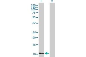 Western Blot analysis of ATPIF1 expression in transfected 293T cell line by ATPIF1 MaxPab polyclonal antibody. (ATPase Inhibitory Factor 1 anticorps  (AA 1-106))