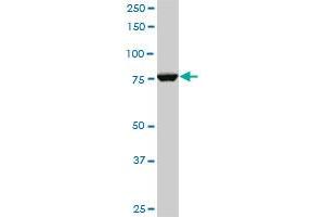 CPSF3 monoclonal antibody (M06), clone 1H8.