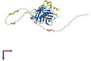 AlphaFold protein structure predicition of Human Recombinant PLSCR1 Protein, UniprotID O15162