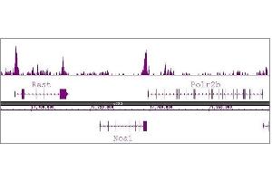 Histone H3R8me2a antibody (pAb) tested by ChIP-Seq. (Histone 3 anticorps  (2meArg8 (asymetric)))
