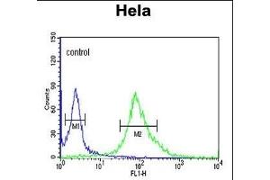 DDX49 Antibody (C-term) (ABIN653921 and ABIN2843155) flow cytometric analysis of Hela cells (right histogram) compared to a negative control cell (left histogram). (DDX49 anticorps  (C-Term))