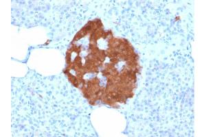 Formalin-fixed, paraffin-embedded human Pancreas stained with Pgp9.