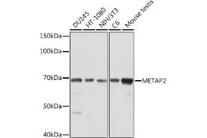 Western blot analysis of extracts of various cell lines, using MET Rabbit mAb (ABIN7268490) at 1:1000 dilution. (METAP2 anticorps)