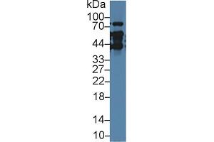 Western Blot; Sample: Human Hela cell lysate; Primary Ab: 1µg/ml Rabbit Anti-Human TMPO Antibody Second Ab: 0.