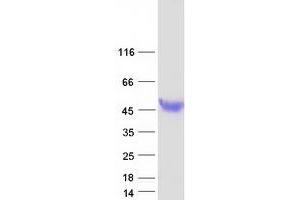 Validation with Western Blot (HPR Protein (Myc-DYKDDDDK Tag))