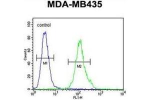 Flow cytometric analysis of MDA-MB435 cells using MS4A4A Antibody (N-term) Cat. (MS4A4A anticorps  (N-Term))