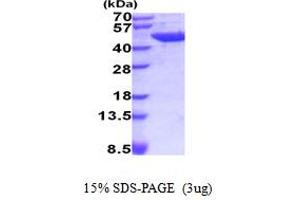 SDS-PAGE (SDS) image for Aminoacylase 1 (ACY1) (AA 1-408) protein (His tag) (ABIN6387611)