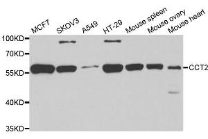 Western blot analysis of extracts of various cell lines, using CCT2 antibody (ABIN5973929) at 1/1000 dilution. (CCT2 anticorps)