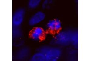 Immunofluorescence (IF) image for anti-Centromere Protein F (CENPF) (AA 2350-2400) antibody (ABIN7448938) (CENPF anticorps  (AA 2350-2400))
