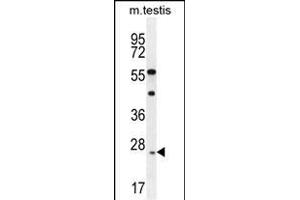 ROPN1L Antibody (N-term) (ABIN655789 and ABIN2845219) western blot analysis in mouse testis tissue lysates (35 μg/lane). (ROPN1L anticorps  (N-Term))