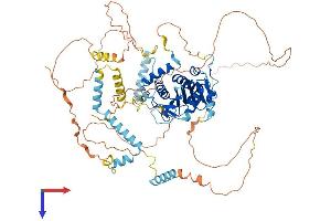 AlphaFold protein structure predicition of Human Recombinant ADD1 Protein, UniprotID P35611