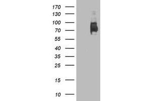 Western Blotting (WB) image for anti-Lectin, Galactoside-Binding, Soluble, 3 Binding Protein (LGALS3BP) (AA 19-300) antibody (ABIN1491079) (LGALS3BP anticorps  (AA 19-300))