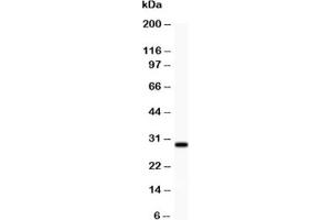 Western blot testing of BDNF antibody (0. (BDNF anticorps  (AA 129-247))