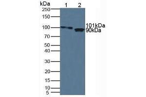 Figure. (ITIH1 anticorps  (AA 507-819))