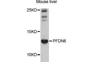 Western blot analysis of extracts of mouse liver, using PFDN6 antibody (ABIN5998498) at 1/1000 dilution. (PFDN6 anticorps)