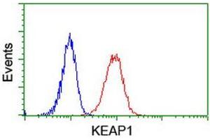 Image no. 6 for anti-Kelch-Like ECH-Associated Protein 1 (KEAP1) antibody (ABIN1499016)