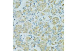 Immunohistochemistry of paraffin-embedded human stomach using TJP2 antibody.