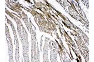 IHC testing of FFPE mouse heart tissue with GJC1 antibody at 1ug/ml. (GJC1 anticorps  (AA 91-131))