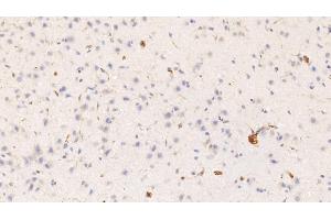 Detection of HRG in Rat Cerebrum Tissue using Monoclonal Antibody to Histidine Rich Glycoprotein (HRG) (HRG anticorps  (AA 19-525))