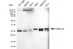 Western blotting analysis using PSMB10 antibody (ABIN7800961). (Recombinant Proteasome 20S Subunit beta 10 anticorps)