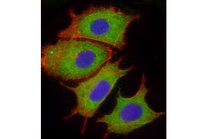 Immunofluorescent analysis of 4 % paraformaldehyde-fixed, 0. (Complement Factor H anticorps  (AA 751-780))